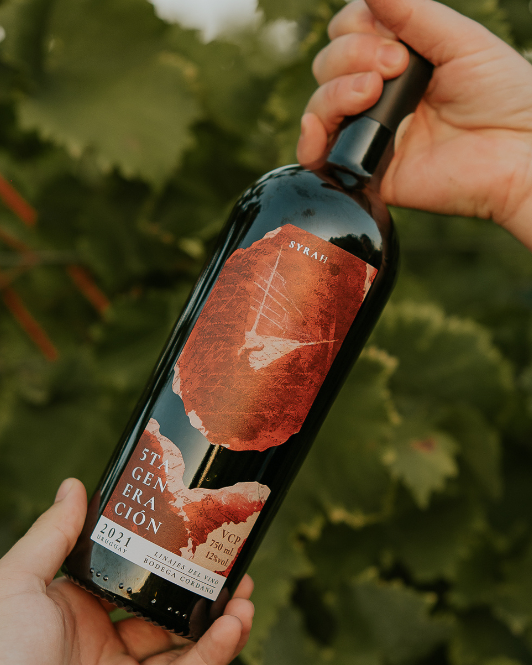 Syrah - 5ta Generación