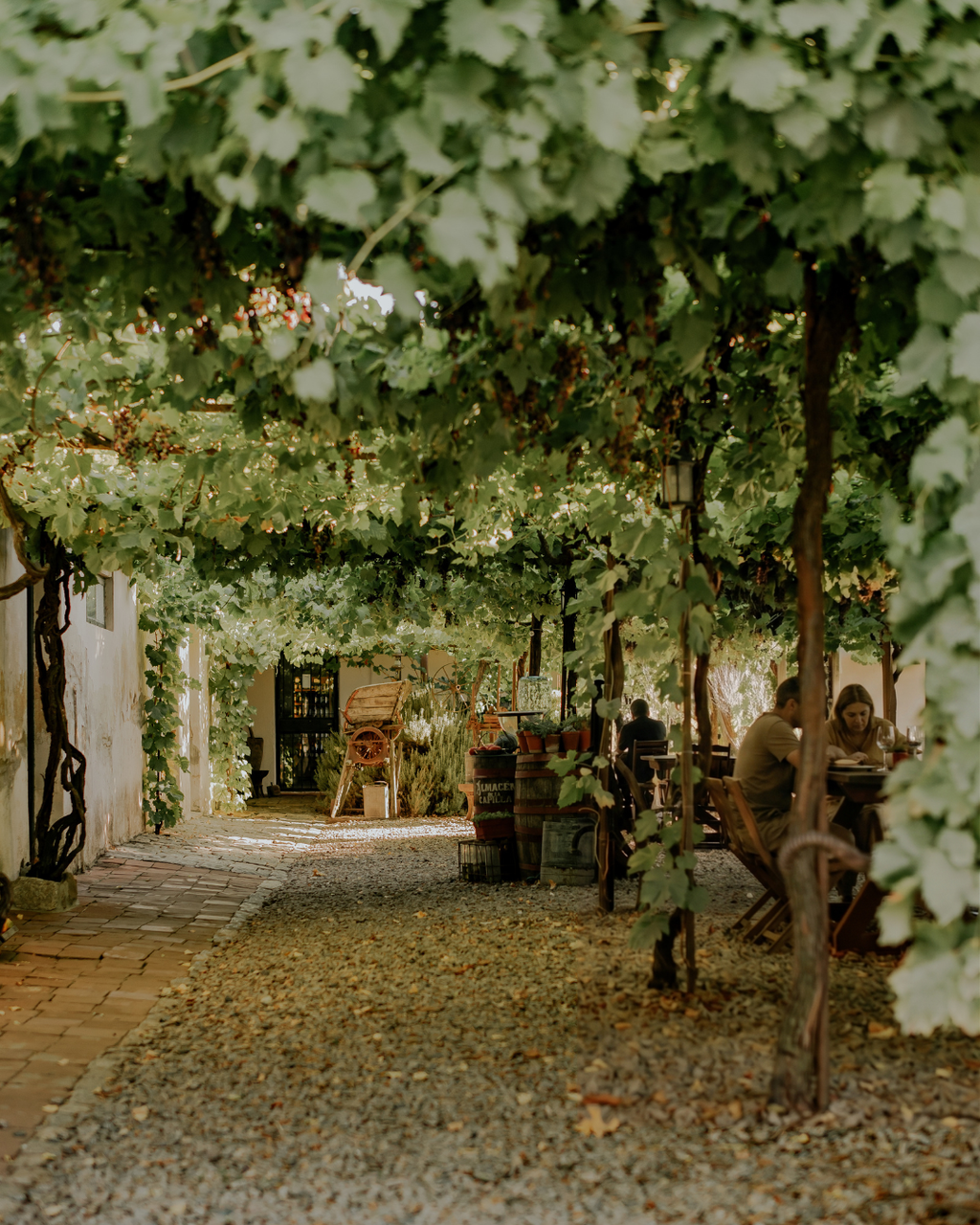 Degustación de Vinos